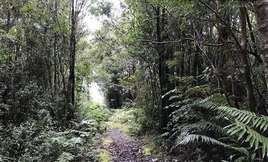 Parcela en Venta en Sector Correntoso a 200 mts de carretera