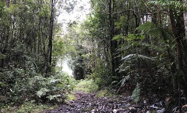 Parcela en Venta en Sector Correntoso a 200 mts de carretera