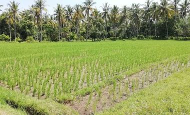 land for sale rice field and sea view near Balian Beach Bali