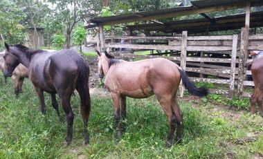 VENTA- HACIENDA DE VENTA EN MUISNE URBEC / 21URB084