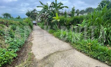 Tanah kebun hawa sejuk candi kuning bedugul baturiti tabanan