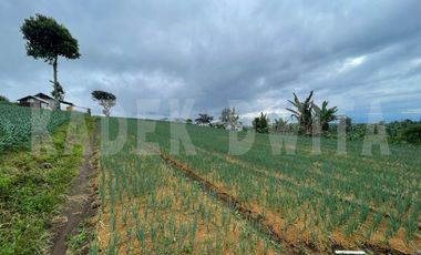 Tanah kebun hawa sejuk candi kuning bedugul baturiti tabanan