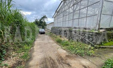 Tanah kebun hawa sejuk candi kuning bedugul baturiti tabanan