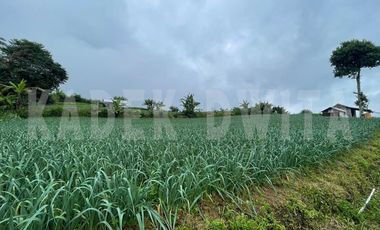 Tanah kebun hawa sejuk candi kuning bedugul baturiti tabanan