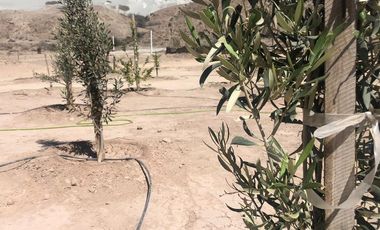 Casa y Parcela en Copiapó