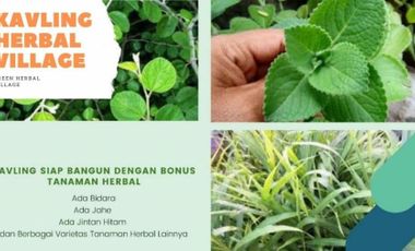 Kavling Tanah Herbal Bonus Varietas Tanaman Herbal Di Maros Luas 72 m2