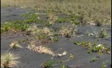 Tanah Pinggir Pantai Langsung Laut Lepas. Cocok untuk Tambak