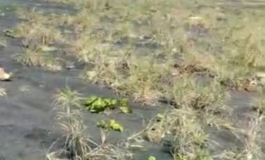 Tanah Pinggir Pantai Langsung Laut Lepas. Cocok untuk Tambak