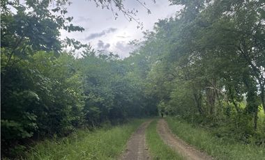 Venta: Finca de 22hcts en Cerro Colorado de La Pintada