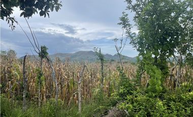 Venta: Finca de 22hcts en Cerro Colorado de La Pintada
