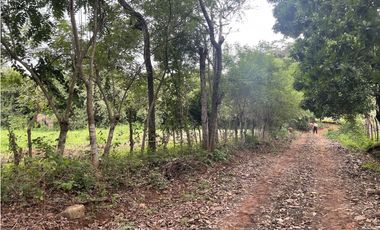 Venta: Finca de 22hcts en Cerro Colorado de La Pintada