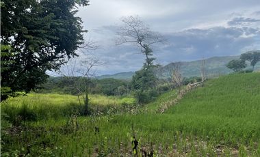 Venta: Finca de 22hcts en Cerro Colorado de La Pintada