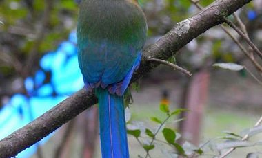 VENTA de FINCAS en GIRARDOTA