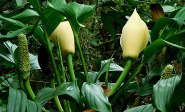 VENTA de FINCAS en GIRARDOTA