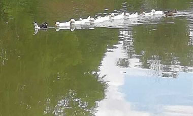 TERRENO EN VENTA EN FRACCIONAMIENTO RÚSTICO