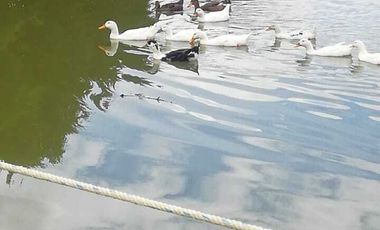 TERRENO EN VENTA EN FRACCIONAMIENTO RÚSTICO