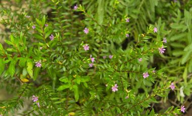 Casa con Alberca, Frontón y Vista Espectacular – $5,200,000 🏡