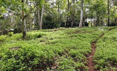 Land for sale river view in Tabanan Bali