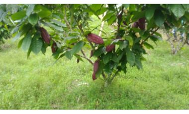 Finca Atacames Tonchigüé 12 ha de cacao, plátano, maracuyá,