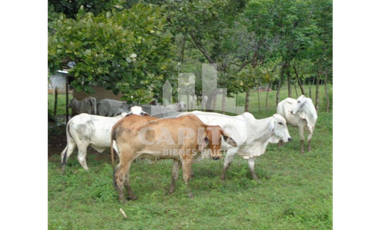 SE VENDE FINCA GANADERA EN DOS BOCAS - SON