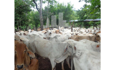 SE VENDE FINCA GANADERA EN DOS BOCAS - SON