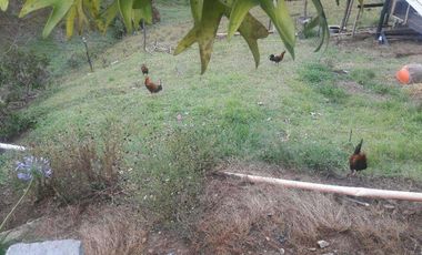 Vendo esta preciosa casa finca en Barbosa, a 13 minutos de  Santo Domingo.