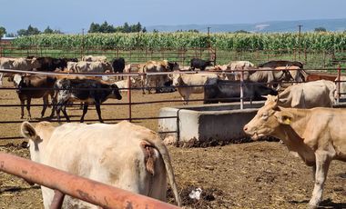 Venta Precioso Rancho en Aguascalientes al Pie de Carretera muy Completo
