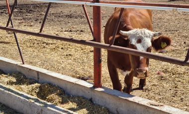 Venta Precioso Rancho en Aguascalientes al Pie de Carretera muy Completo