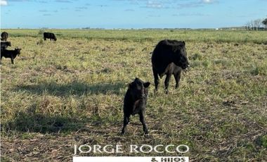 Campo en venta en La Plata. 195 Has mixtas, próximas a Ruta 2