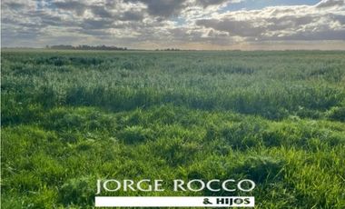 Campo en venta en La Plata. 195 Has mixtas, próximas a Ruta 2
