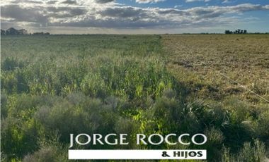 Campo en venta en La Plata. 195 Has mixtas, próximas a Ruta 2