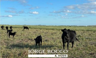 Campo en venta en La Plata. 195 Has mixtas, próximas a Ruta 2