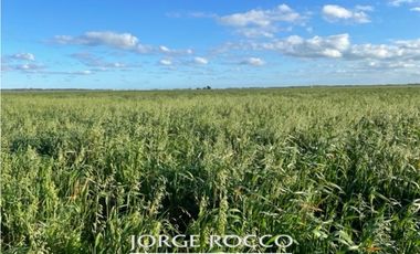 Campo en venta en La Plata. 195 Has mixtas, próximas a Ruta 2