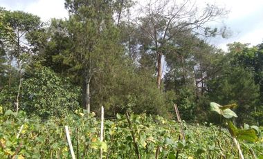 Dijual Tanah dekat Daerah wisata Dago dairy Tahura Bandung