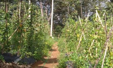 Dijual Tanah dekat Daerah wisata Dago dairy Tahura Bandung