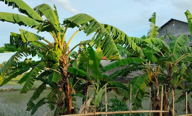 TANAH PREMIUM DAN STRATEGIS DI AREA RENON DENPASAR