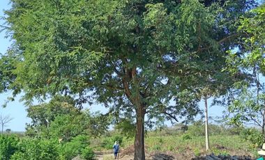 lote en venta en vía caracoli. Cod V107343