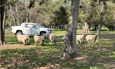 Campo en venta, Casco Antiguo en Alegre, Ranchos. 8 Has