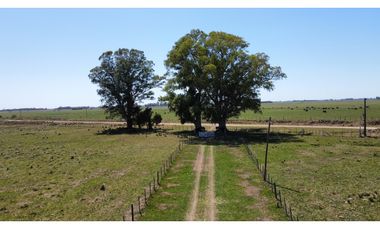 Campo en venta en Brandsen. 20 Has mixto