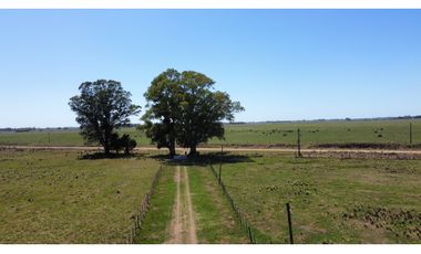 Campo en venta en Brandsen. 20 Has mixto