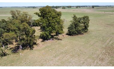 Campo en venta en Brandsen. 20 Has mixto