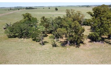 Campo en venta en Brandsen. 20 Has mixto