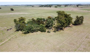 Campo en venta en Brandsen. 20 Has mixto