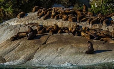 Sitio en Venta en Campo Reloncaví, Estero Reloncaví