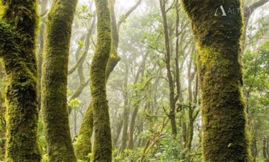 Sitio en Venta en Campo Reloncaví, Estero Reloncaví