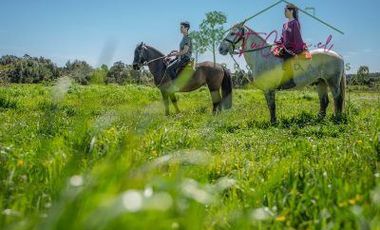Parcela en venta en Los Muermos