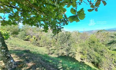 VENDO FINCA DE 12 HECTAREAS REFORESTADA