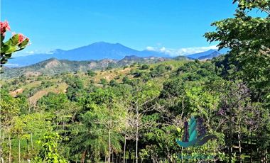 VENDO FINCA DE 12 HECTAREAS REFORESTADA