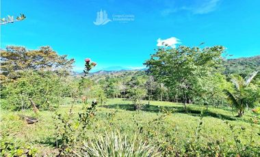 VENDO FINCA DE 12 HECTAREAS REFORESTADA
