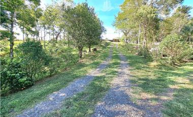 VENDO FINCA DE 12 HECTAREAS REFORESTADA